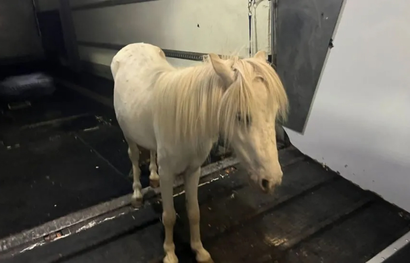 Maman cargo terminals