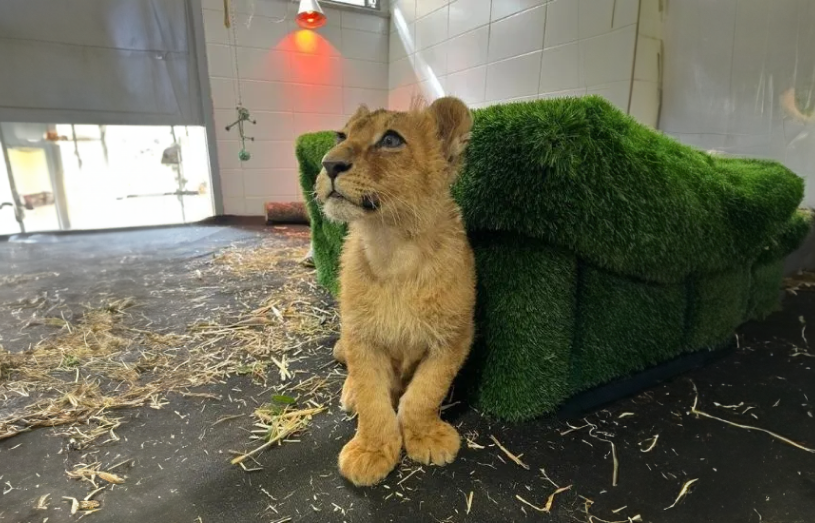 Maman cargo terminals